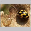 Propylea quatuordecimpunctata - Schwarzgefleckter Marienkaefer 02.jpg